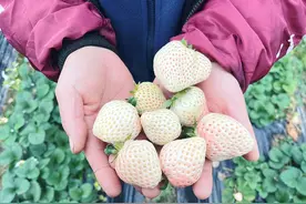 岳塘区阳塘村：草莓飘香采摘忙 乡村振兴好“丰”景图片
