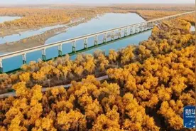 原来，给“网红”胡杨林“上色”的，竟是霜冻？图片