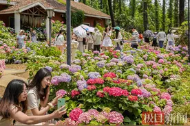 红粉蓝紫绿！武汉植物园30多种绣球开爆了，它的“花瓣”实为花萼图片