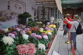 北京菊花文化节开幕，九大展区展出菊花千余品种图片