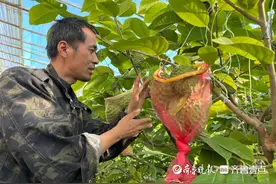 乡村兴|南果北种，尝尝寿光产的南美释迦吧图片