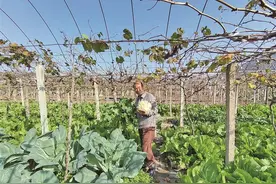 福安赛岐：葡萄架下套种果蔬促增收图片