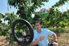 济南长清五峰：多点发力拓宽樱桃销路图片