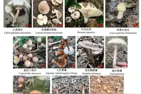路边的野生菌你千万不要采，不小心会和“致命菇”“ICU菇”撞满怀！图片