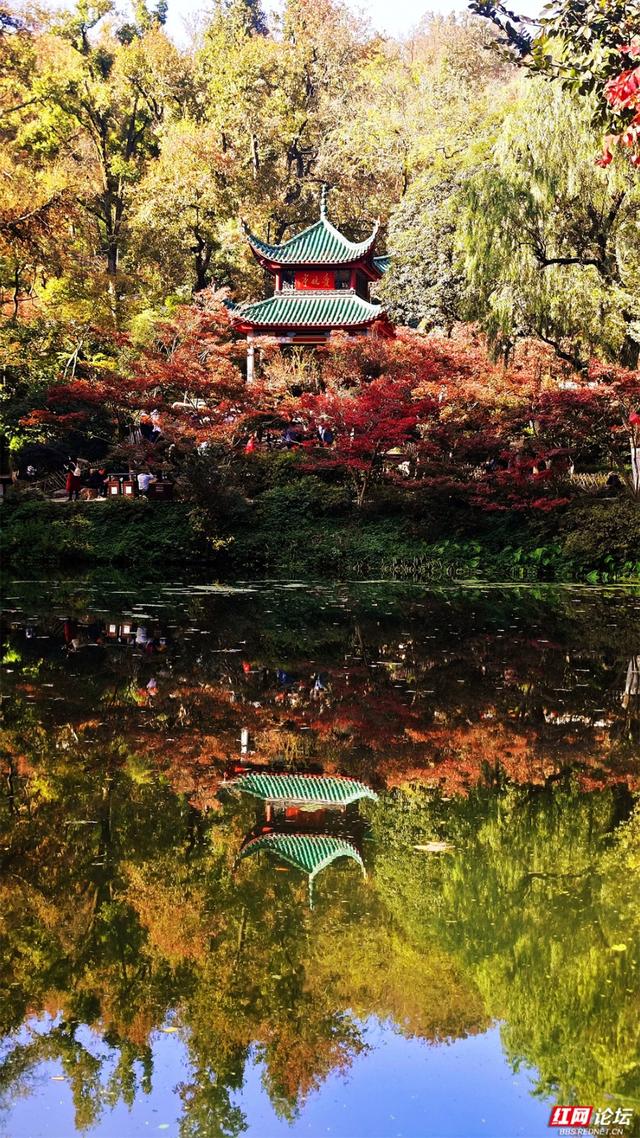 岁暖时刻丨这个季节的岳麓山，连风都是温柔的