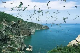 辽宁大连蛇岛—老铁山候鸟栖息地：保护生物多样性 打造鸟类理想家园图片