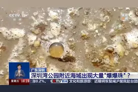 海边密集出现“爆爆珠”？多地提醒：不要下水！不要捡！图片
