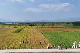 海丰平东：优质大豆试种获成功，亩产313公斤图片