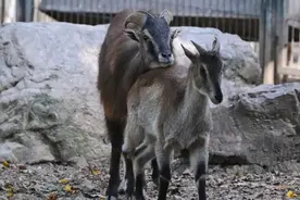 “异地恋”成功奔现，这对塔尔羊CP太好嗑了～图片