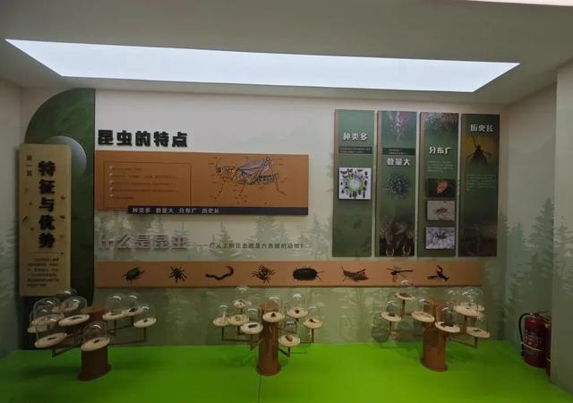 探访博物馆|沈阳农大昆虫博物馆：虫里乾坤 微观绮旅