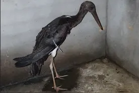 “鸟中大熊猫”黑鹳折翅湘江边，万幸！翅膀保住了……图片