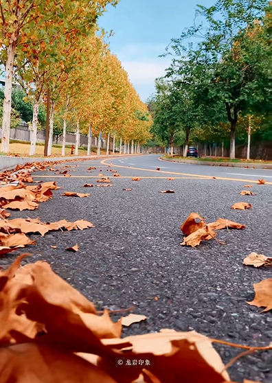 摘甜橙、赏红枫……龙岩初冬玩法上新