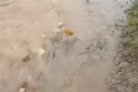 岳阳一网友拍下大量鲤鱼“跃龙门” 感叹场面壮观图片