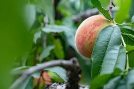 阳山水蜜桃上市，苏果“产销对接”为美丽乡村赋能图片