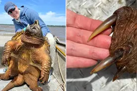 耗时一个半小时 美国垂钓者捕获91公斤重鳄龟图片