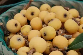 苏州东山枇杷“出圈”，小果子撬动大产业图片