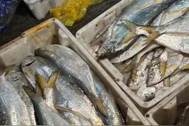 鳓鱼、泥螺、皮皮虾……宁波人喜爱的春季时令海鲜正大量上市图片