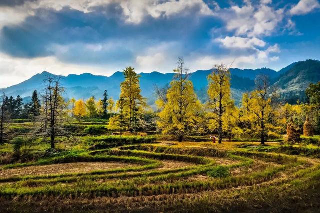 千年银杏韵，金黄满地诗，金色海洋游玩攻略来了！