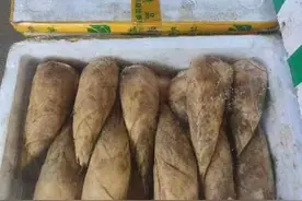 冬笋上市，比大闸蟹还贵！批发市场带壳20-30元一斤，出肉率三成左右相当于最贵90元一斤图片