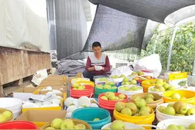 （繁荣兵团·新时代新征程）玉露香梨果飘“香”图片