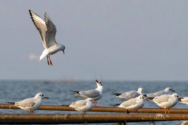 不出河南看海鸥！河南这家景区对全国19地居民免门票！