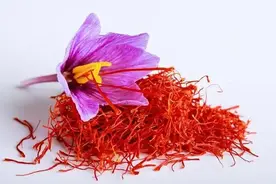 【食养课堂】藏红花秘语：绽放的养生之道图片