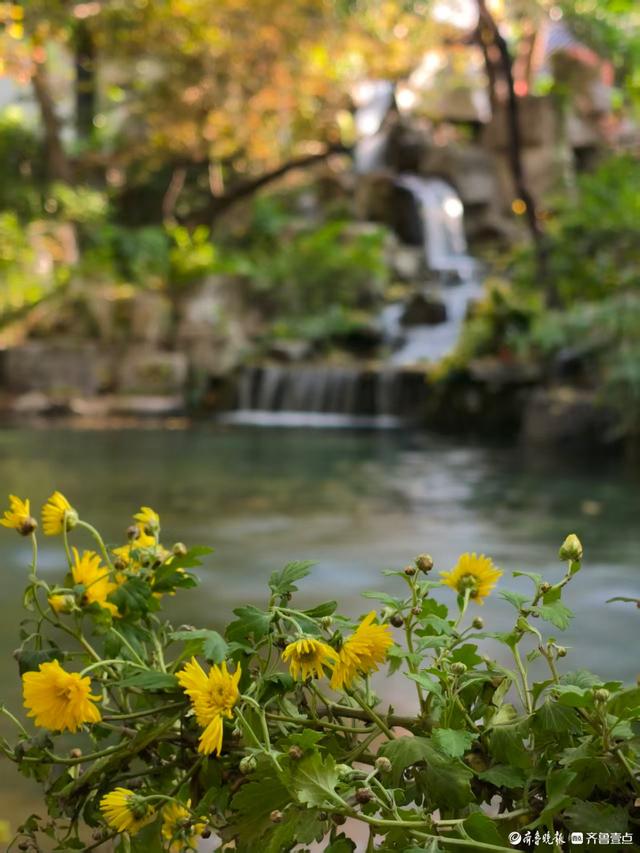 秋高气爽，济南观泉赏菊好时光
