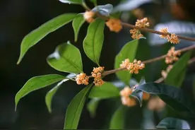 官宣！苏州桂花市集图片