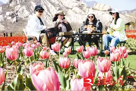 嵖岈山千亩郁金香竞相开放图片