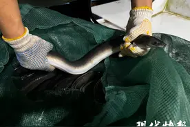 苏州人开吃“白露鳗鱼”，批发价每斤35元图片