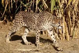 全球仅存17头野生亚洲猎豹，唯一栖息地在这个国家图片