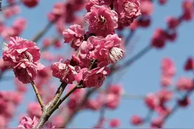 花都开好了！这份日照春日赏花“地图”请收藏图片