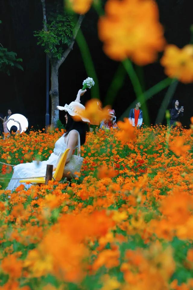 行摄 | 美爆了！秋日花海，限时上映