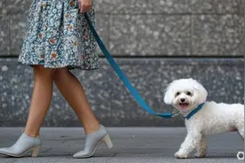 清明小长假，上海宠物友好商场“狗山狗海”，侯毅创业新项目一天连开6家店图片