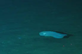 深渊狮子鱼：极限水压下的生存奇迹图片