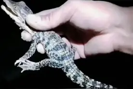 鳄鱼宠网售188元一条还包邮，个人可以随便饲养？鳄鱼频频出逃敲响安全警钟图片