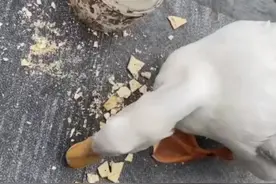 男子顺走柯尔鸭吃掉赔了8000元，上海嘉定公安：捡到鸭子可求助民警判辨图片