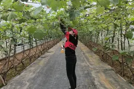 【发现春之美】大连：簇簇葡萄花挂枝头图片