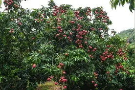 黄江荔枝陆续上市！这些地点可采摘图片