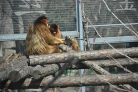 南山公园新添川金丝猴宝宝 清明小长假可见“芳容”图片