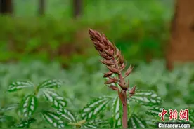 广西柳州：罕见珍惜植物野生无叶美冠兰“现身”图片