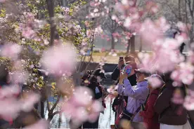 春日“顶流”来了！北京樱花观赏季今天在玉渊潭公园开幕图片