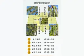 注意防护！北京杨柳絮飘飞似四月飞雪图片