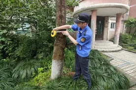 擅自砍伐树木？宝山城管：小区绿化切勿乱处理图片