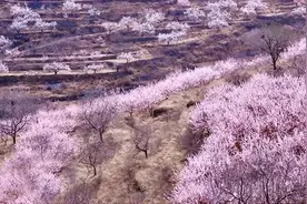 济南南山杏花迎来盛放期，柳埠街道推出赏花一日游线路图片