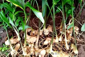 黄精：供需失衡与产业突破之路图片