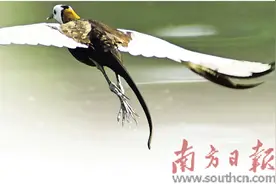 当蝴蝶扇动翅膀，意味着什么图片