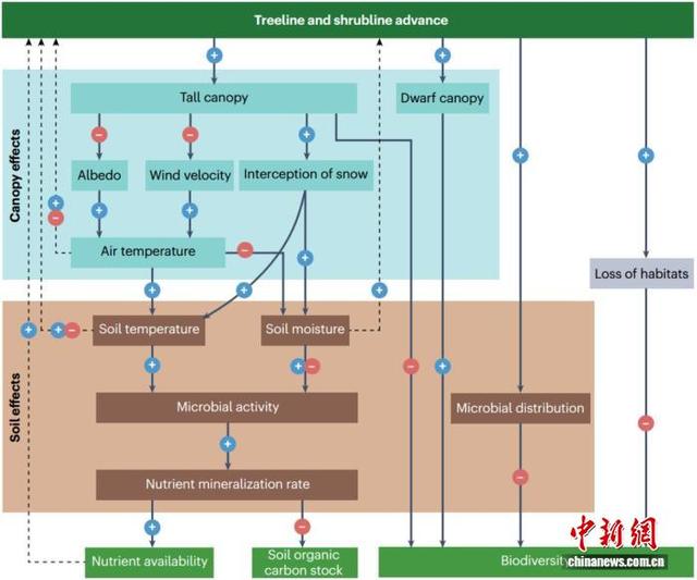 全球高山树线灌木线如何分布迁移？中国团队领衔研究揭示机制