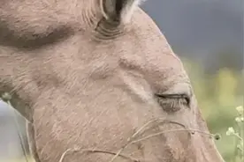 地铁野马摄影广告被指“严重视觉污染”，摄影师回应：看来说这话的人没去过草原图片