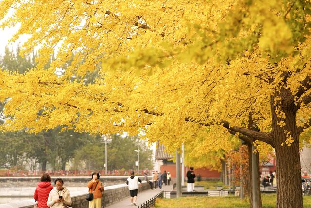 故宫筒子河畔，秋色醉人